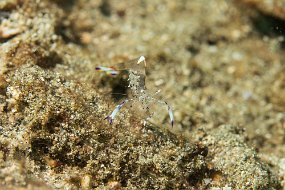 Lembeh-162