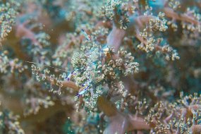 Lembeh-165