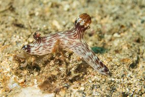 Lembeh-170