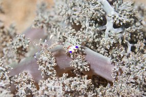 Lembeh-175