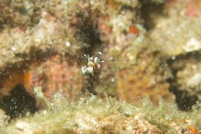 Lembeh-177