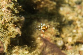 Lembeh-179