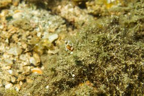 Lembeh-180