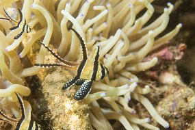 Lembeh-182