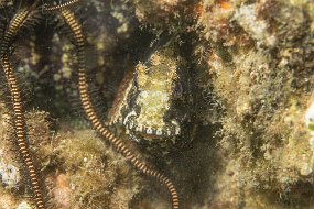 Lembeh-183