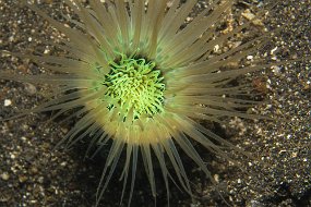 Lembeh-185