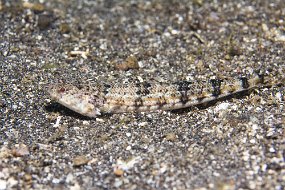 Lembeh-186