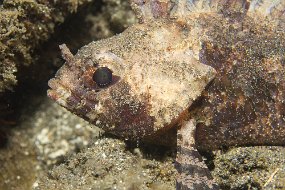 Lembeh-189