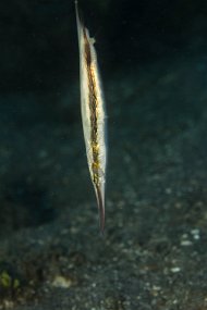 Lembeh-191