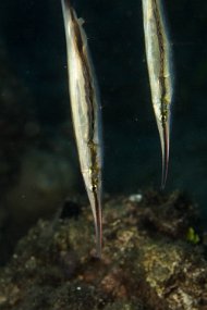Lembeh-194