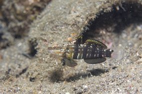 Lembeh-203