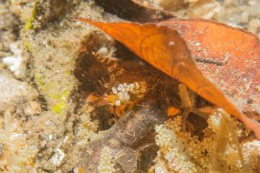 Lembeh-209