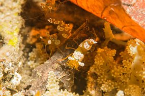 Lembeh-210