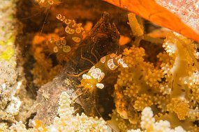 Lembeh-211