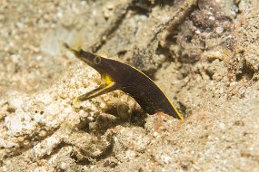 Lembeh-215