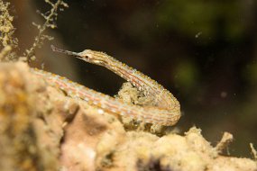 Lembeh-216