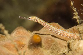 Lembeh-217