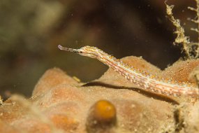 Lembeh-218