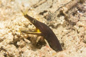 Lembeh-223
