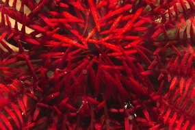 Lembeh-228