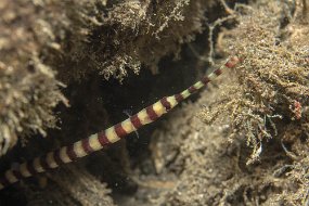 Lembeh-229