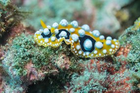 Lembeh-23