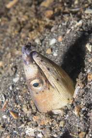 Lembeh-234