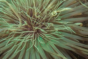 Lembeh-235