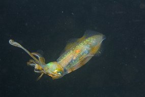 Lembeh-239