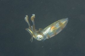Lembeh-240