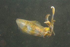 Lembeh-250
