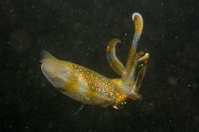Lembeh-252