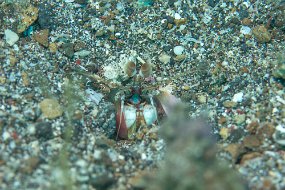 Lembeh-253