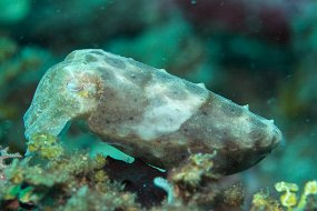 Lembeh-259