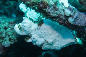Lembeh-260