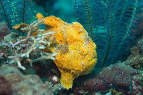 Lembeh-264