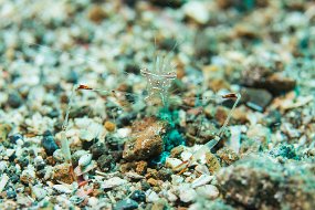 Lembeh-268