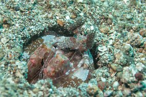 Lembeh-270