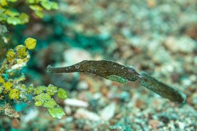 Lembeh-272