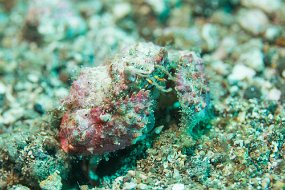 Lembeh-277