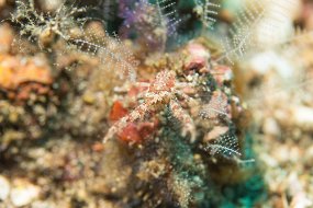 Lembeh-279
