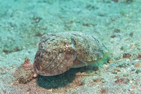 Lembeh-284