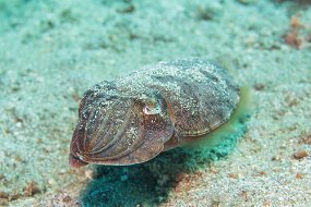 Lembeh-285