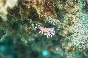 Lembeh-29