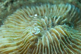 Lembeh-297