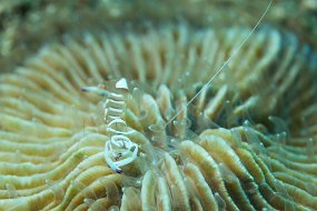 Lembeh-298