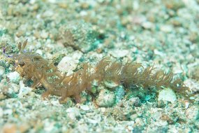 Lembeh-304