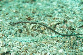 Lembeh-307