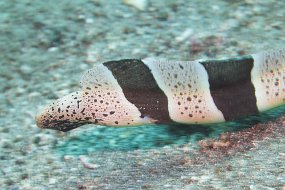 Lembeh-312