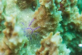 Lembeh-319